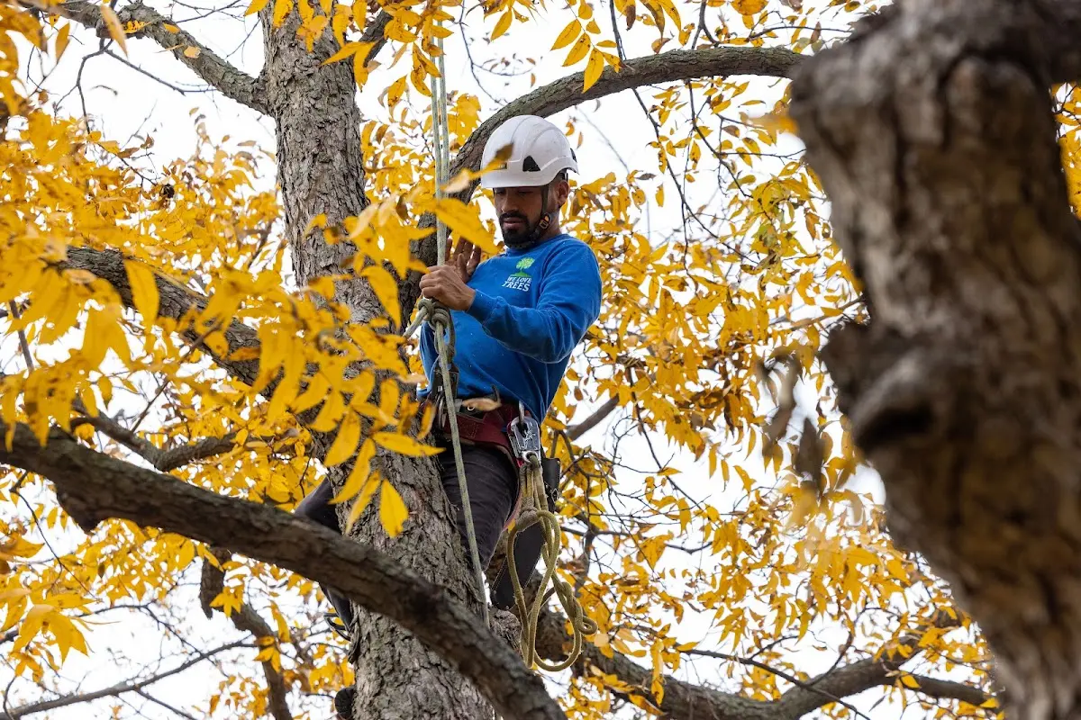 Skilled Tree Disease Treatment crew working in Combined Locks